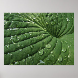 Raindrops on Hosta Leafポスター ポスター