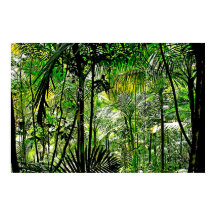 Rainforest Poster