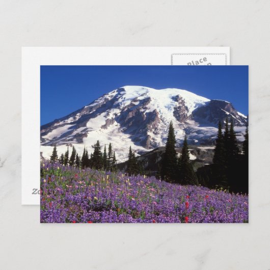 Rainier山の根元の夏の野草， 2 ポストカード (正面/裏面)