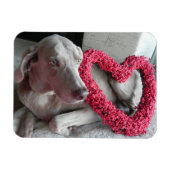 Rain's Love – 犬 – Weimaraner Magnet マグネット (横)