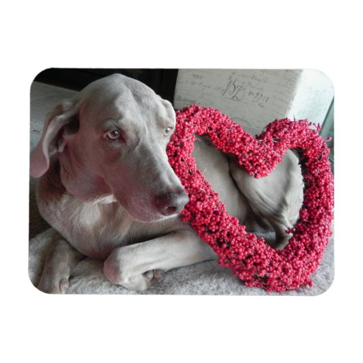 Rain's Love – 犬 – Weimaraner Magnet マグネット (横)