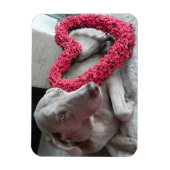 Rain's Love – 犬 – Weimaraner Magnet マグネット (縦)