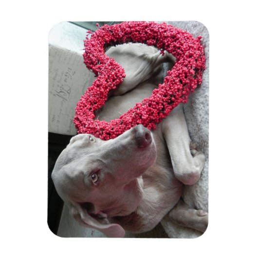 Rain's Love – 犬 – Weimaraner Magnet マグネット (縦)