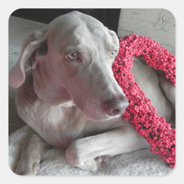 Rain's Love Sticker - Weimaraner Dog スクエアシール