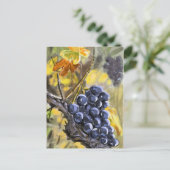 Raisins sur la souche de vigne, provence. ポストカード (スタンド正面)