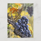 Raisins sur la souche de vigne, provence. ポストカード (正面)
