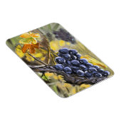 Raisins sur la souche de vigne, provence. マグネット (右側)