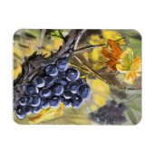 Raisins sur la souche de vigne, provence. マグネット (横)