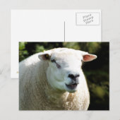 RAM ポストカード (正面/裏面)