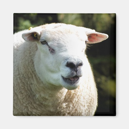 RAM マグネット (正面)