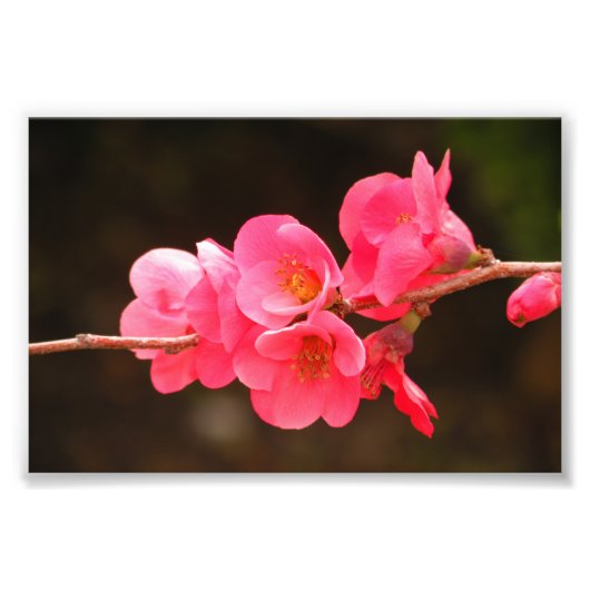 Rama con hermosas flores フォトプリント            (正面)