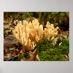 Ramaria stricta Fungiのポスター ポスター