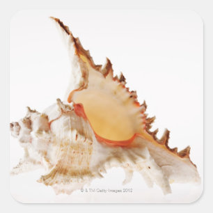 RamoseのMurex (Chicoreusのramosus)の貝に対する スクエアシール