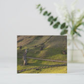 Rano Raraku、Rapa Nui、Easter Island、チリ ポストカード (スタンド正面)