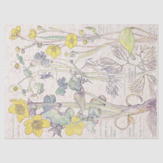 Ranunculusの野生の花によってはティッシュペーパーが開花します 薄葉紙 (正面)