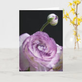 Ranunculusのasiaticusの白いペルシャのキンボウゲII カード (黄色い花)