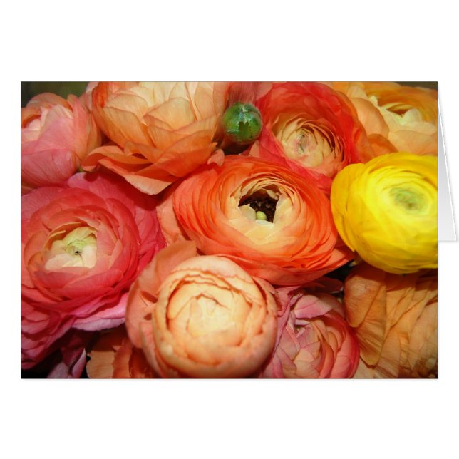 Ranunculus (正面横)