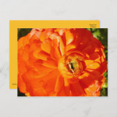 Ranunculus MS認識度はがき ポストカード (正面/裏面)