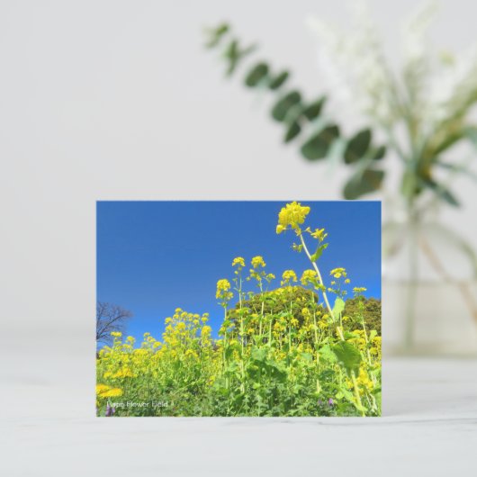 Rape Flower Field [Postcard] ポストカード (スタンド正面)