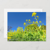 Rape Flower Field [Postcard] ポストカード (正面/裏面)