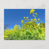 Rape Flower Field [Postcard] ポストカード (正面)