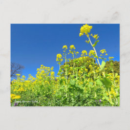 Rape Flower Field [Postcard] ポストカード