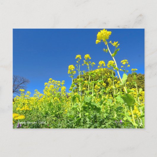 Rape Flower Field [Postcard] ポストカード (正面)