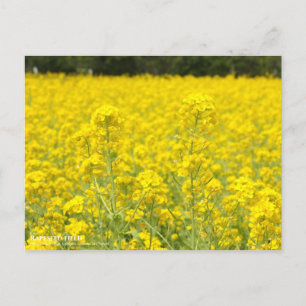 Rapeseed field ポストカード