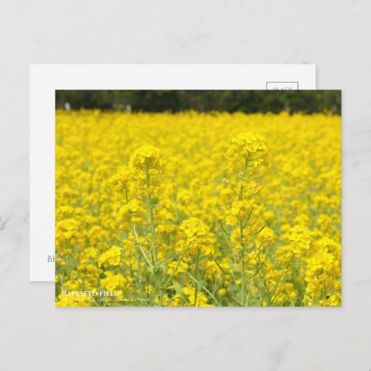Rapeseed field ポストカード (正面/裏面)