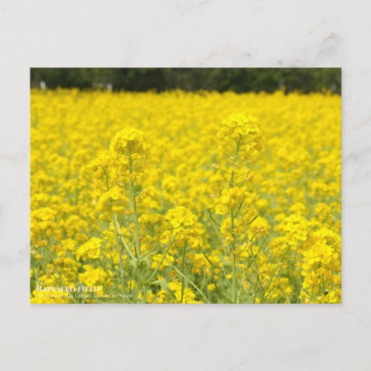 Rapeseed field ポストカード (正面)