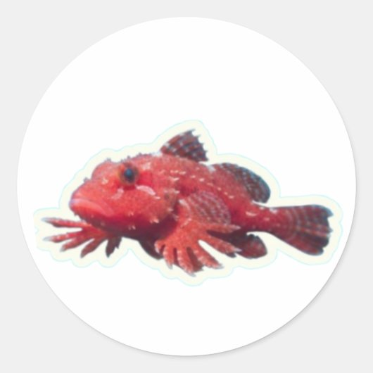 ​Rare Red Handfish Walking Fish - Unique Marine Wi ラウンドシール (正面)