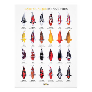Rare & Unique Koi Varieties Poster フォトプリント