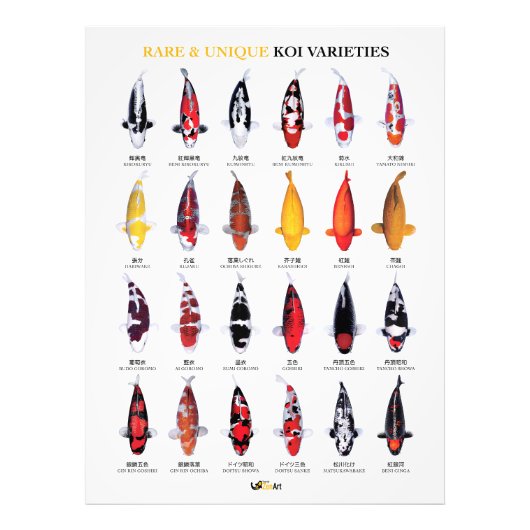 Rare & Unique Koi Varieties Poster フォトプリント (正面)