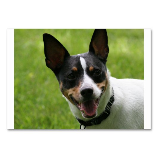 rat terrier.png テーブルナンバー (正面)