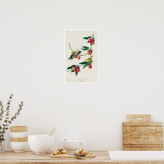 Rathbone Warbler by Audubon Poster ポスター (キッチン)