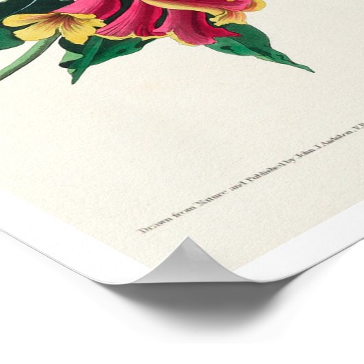 Rathbone Warbler by Audubon Poster ポスター (角)