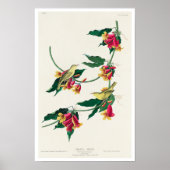 Rathbone Warbler by Audubon Poster ポスター (正面)