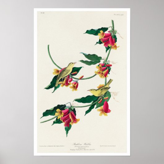 Rathbone Warbler by Audubon Poster ポスター (正面)