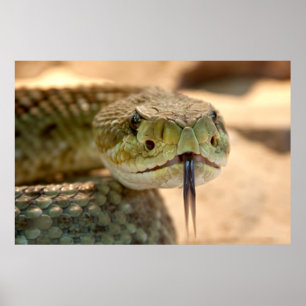 Ratlesnakeクローズアップ写真 ポスター