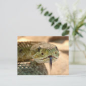 Ratlesnakeクローズアップ写真 ポストカード (スタンド正面)