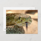 Ratlesnakeクローズアップ写真 ポストカード (正面/裏面)