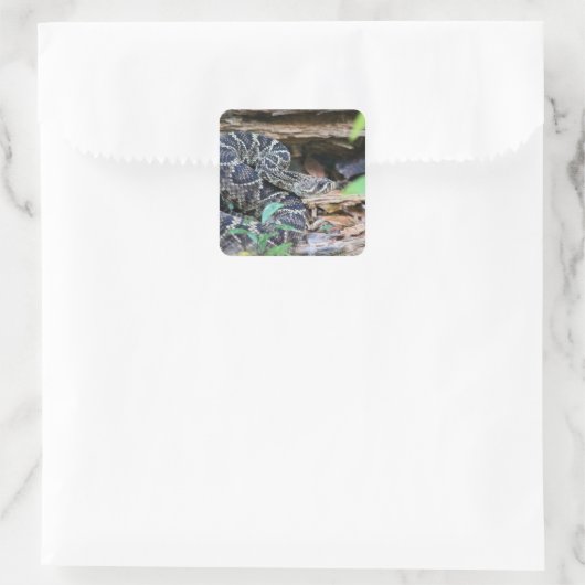 Rattlesnake In The Wild スクエアシール (バッグ)