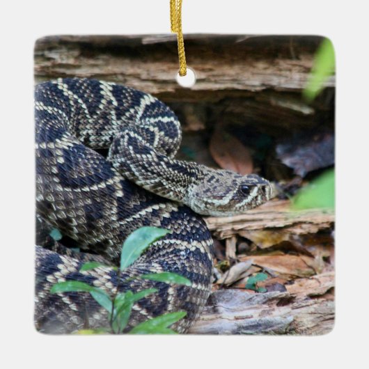 Rattlesnake In The Wild セラミックオーナメント (正面)