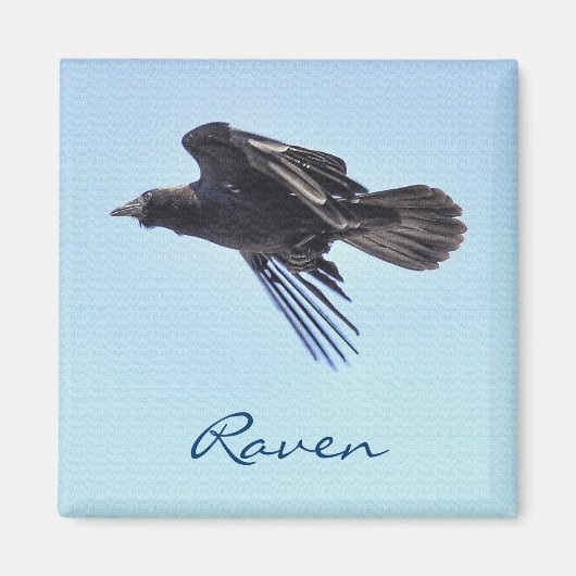Raven 飛んでいる in Blue Sky HDRフォトデザイン マグネット (正面)