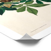 Raven by Audubon Poster ポスター (角)