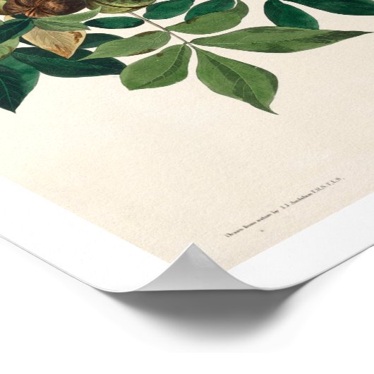 Raven by Audubon Poster ポスター (角)