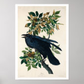 Raven by Audubon Poster ポスター (正面)