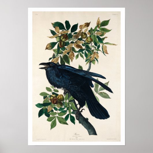 Raven by Audubon Poster ポスター (正面)