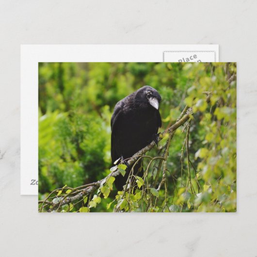 Raven in Treeはがき ポストカード (正面/裏面)