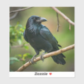 Raven on a Tree Branch シール (シート)